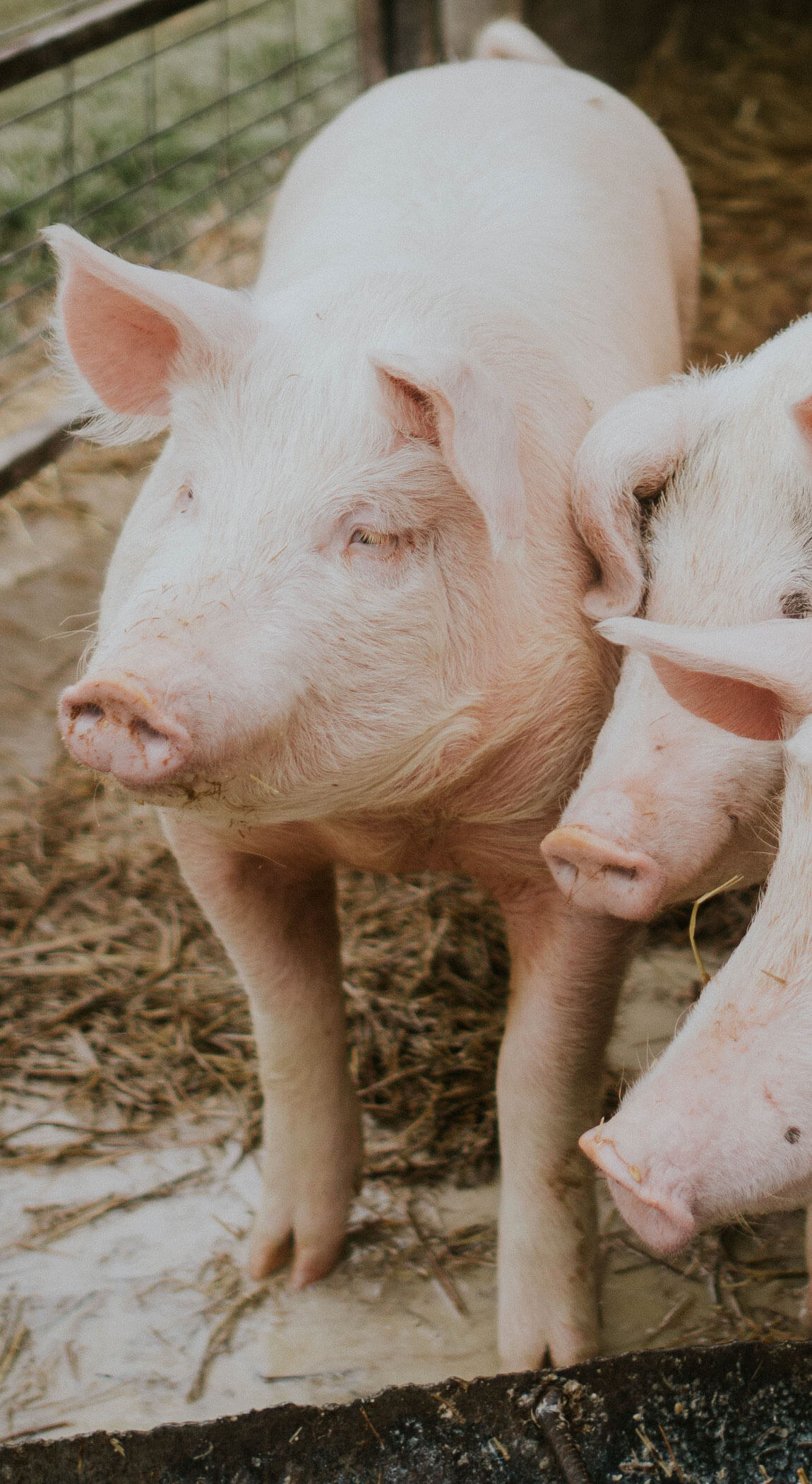 Avada Country Butcher Logo